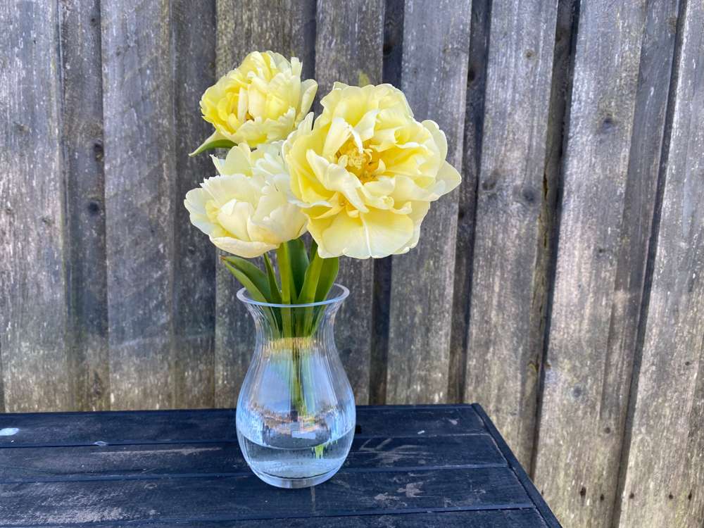 Tulipan 'Avant Garde'